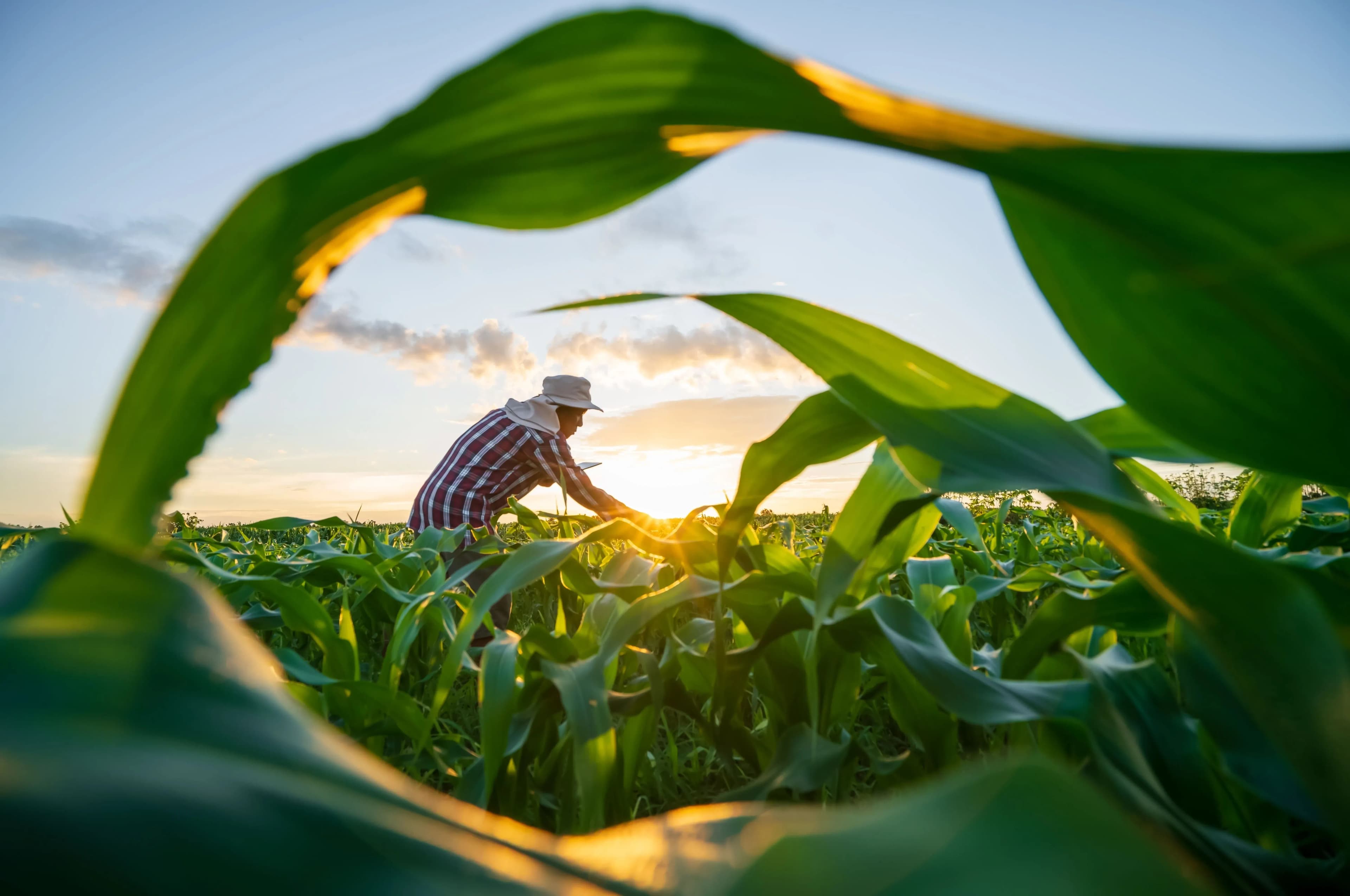 The 7 Stages of Agricultural Marketing